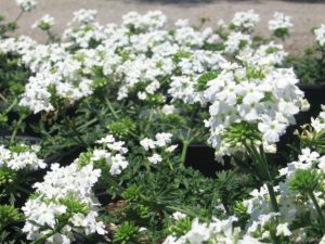 Verbena White Flower