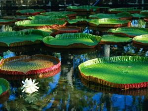 Victoria regia