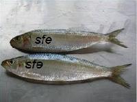 Oil Sardine Fish