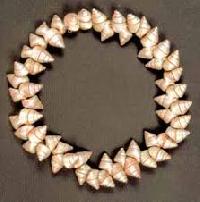 Shell Necklaces