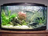 aquarium tanks