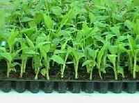 Tissue Culture Banana Plants