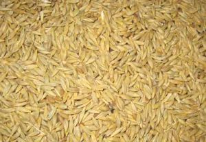 Barley Grains