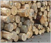 Pine Wood Logs