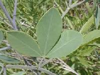 indigo leaves