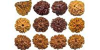 Rudraksha