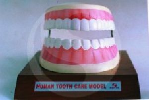 Dental Care Model