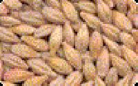 barley malt