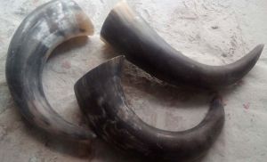 Drinking Horn