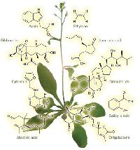 Hormones & Enzymes