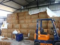 Coir Fibre