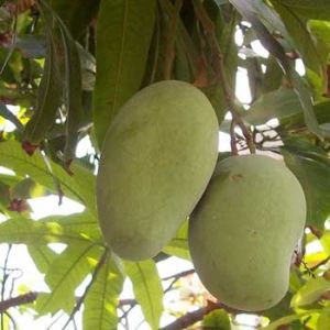 Dasheri Mangoes