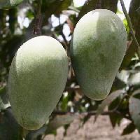 Langda Mangoes