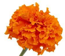 Lutein (Marigold)