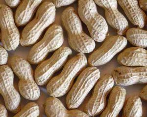 Groundnut Inshell