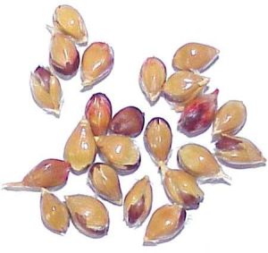 Sorghum Seeds