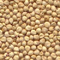 Sorghum Seed,Agro Seeds