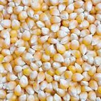 Yellow Maize,Agro Seeds