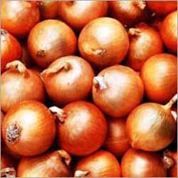 Fresh Nasik Onions