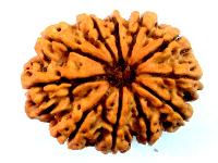 11 Mukhi Rudraksha, 11 Face Rudraksha