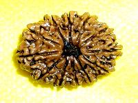 12 Mukhi Rudraksha, 12  Face Rudraksha