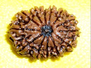 13 Mukhi Rudraksha, 13 Face Rudraksha