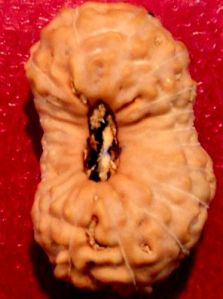 21 mukhi rudraksha, 21 face rudraksha