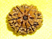 8 Mukhi Rudraksha, 8  Face Rudraksha