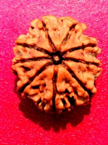 9 Mukhi Rudraksha, 9  Face Rudraksha