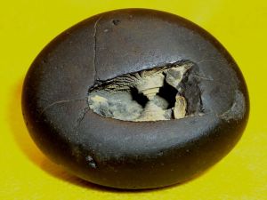 Hari Shaligram, Hari Salagramam