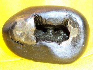 Narisimha Shaligram, Narsimha Salagram