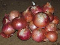 Fresh Onion