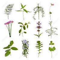 Herbal Plants