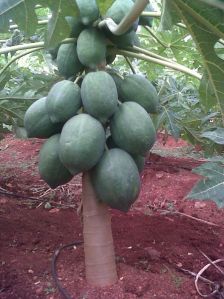 Papaya