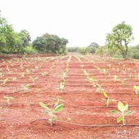 Tissue Culture Banana Plants