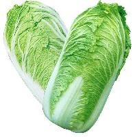 Chinese Cabbage