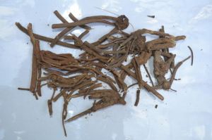 rasna root