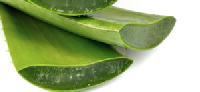 Aloe Vera Extract