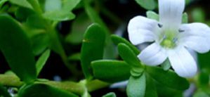 Bacopa Monnieri Extract