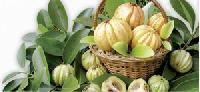 Garcinia Cambogia Extract