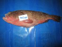 Ree Fcod Fish, Grouper Fish