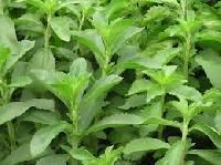 Stevia Plant