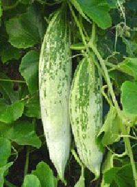 Snake Gourd