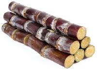 Sugarcane