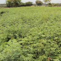 indigofera tinctoria dry leaves