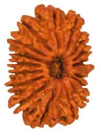 Seventeen Face Rudraksha