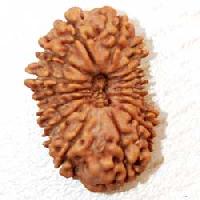 Sixteen Face Rudraksha