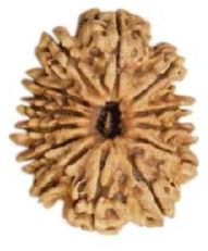 Thirteen  Face Rudraksha