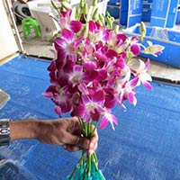 Fresh Cut Orchid Flower