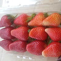 STRAWEBRRY FROZEN & IQF PROCCESED FRUITS